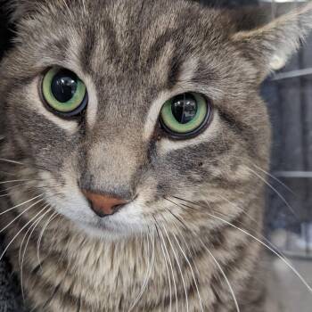 Domestic Short Hair Cats Available for Adoption in Salt Lake City, Utah - Thunder | PetCurious