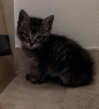 Magnolia -  Domestic Short Hair Cat for Adoption in Alafaya, Florida - Magnolia | PetCurious