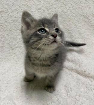 Domestic Short Hair Cats Available for Adoption in Jackson, Michigan - Squint | PetCurious