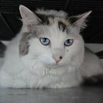 Lulu -  Domestic Short Hair Cat for Adoption in Lakewood, Colorado - Lulu | PetCurious