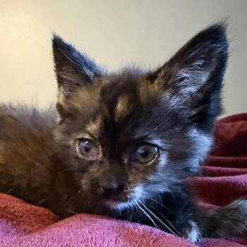 Domestic Medium Hair Cats Available for Adoption in Gordonsville, Tennessee - Bonnie | PetCurious