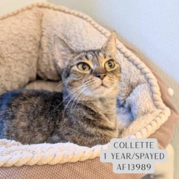 Collette -  Domestic Short Hair Cat for Adoption - Collette | PetCurious