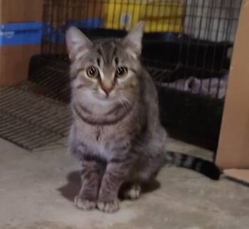 Rescue Tabby Cats for Adoption in Harned, Kentucky - Jasper | PetCurious