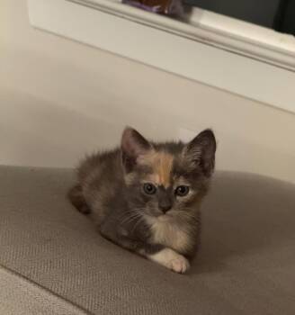 Stink -  Dilute Tortoiseshell Cat Available for Adoption in Orlando, Florida - Stink | PetCurious