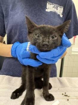 Gwen -  Domestic Short Hair Cat for Adoption in Palm Coast, Florida - Gwen | PetCurious