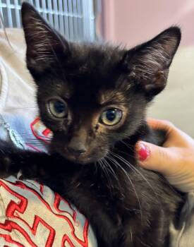 Hobbs -  Domestic Short Hair Cat for Adoption in Shenandoah, Iowa - Hobbs | PetCurious
