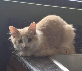 Spackle -  Domestic Long Hair Cat for Adoption in Mission Viejo, California - Spackle | PetCurious