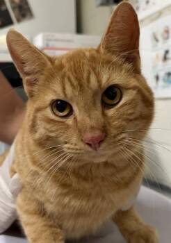 American Shorthair and Domestic Short Hair Cats Available for Adoption in Pensacola, Florida - EGGO | PetCurious