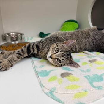 Domestic Short Hair Cats Available for Adoption in Champaign, Illinois - Ethan | PetCurious