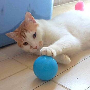 Rescue Turkish Van and Turkish Angora Cats for Adoption in Mississauga, Ontario - Shamour - Foster Needed For This Bonded Brother Dream Team | PetCurious