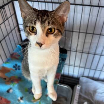 Rescue Domestic Short Hair Cats for Adoption in Mokena, Illinois - Seattle | PetCurious