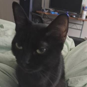 Wednesday -  Domestic Short Hair Cat for Adoption in Liverpool, Texas - Wednesday | PetCurious
