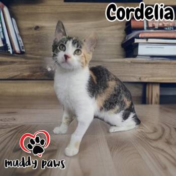 Cordelia -  Calico Cat for Adoption in Council Bluffs, Iowa - Cordelia | PetCurious