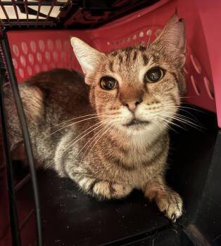 Leonard -  Domestic Short Hair Cat for Adoption in Nashville, Tennessee - Leonard | PetCurious