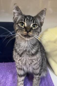 Rescue Domestic Short Hair Cats for Adoption in Tomah, Wisconsin - Harvest | PetCurious