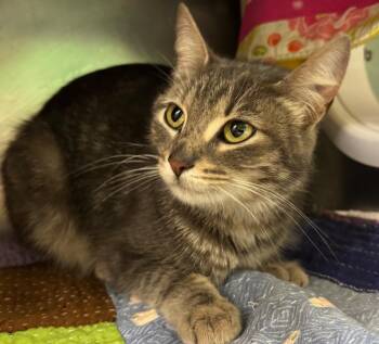 Domestic Short Hair Cats Available for Adoption in Olean, New York - Emerald | PetCurious