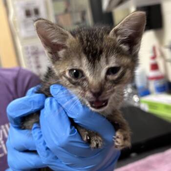 Katniss -  Domestic Short Hair Cat for Adoption in Asheville, North Carolina - Katniss | PetCurious