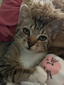 Domestic Short Hair Cats Available for Adoption in Fort Collins, Colorado - Suzie | PetCurious