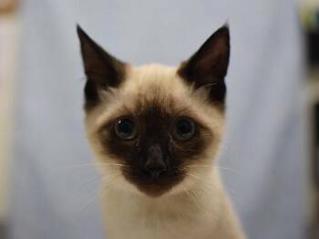 Buzz -  Siamese Cat for Adoption in Portland, Oregon - Buzz | PetCurious