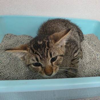 Pepper -  Domestic Short Hair Cat for Adoption in Duncan, Oklahoma - Pepper | PetCurious