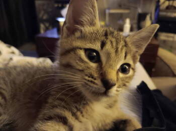 Rescue Domestic Short Hair Cats for Adoption in Camden, South Carolina - Tuna Turner (Available For Pre-adoption) | PetCurious