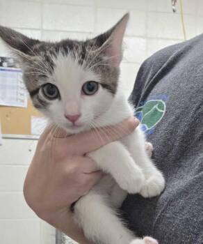 Banshee -  Domestic Short Hair Cat for Adoption in Fruit Heights, Utah - Banshee | PetCurious