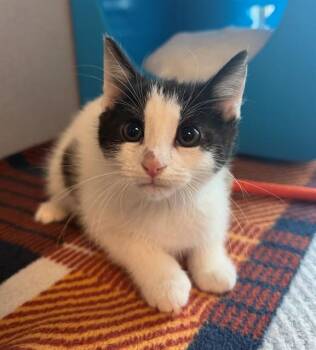 BIRRIA -  Domestic Short Hair Cat for Adoption in Leesburg, Virginia - BIRRIA | PetCurious