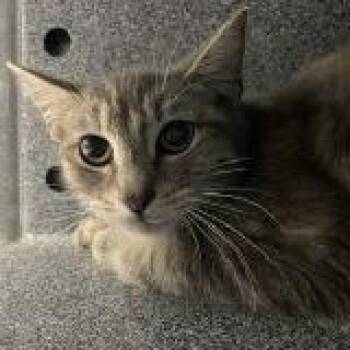 Domestic Short Hair Cats Available for Adoption - Vernal Equinox | PetCurious