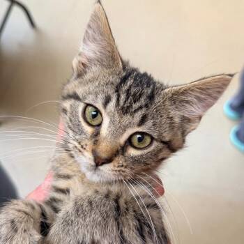 Jasper -  Domestic Short Hair Cat for Adoption in Columbus, Georgia - Jasper | PetCurious