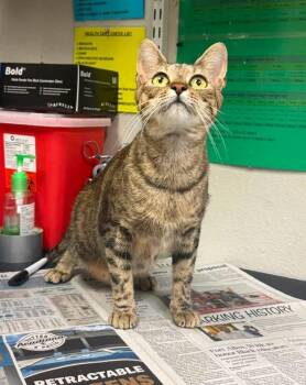 Betsy -  Domestic Short Hair Cat for Adoption in Sorrento, Louisiana - Betsy | PetCurious