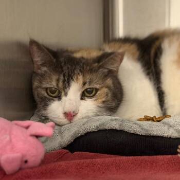 Ms. Noelle -  Domestic Short Hair Cat for Adoption in Tucson, Arizona - Ms. Noelle | PetCurious