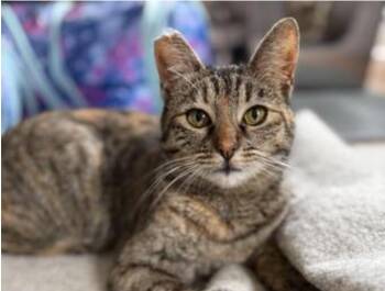 Bubbles (bonded with Ella) -  Domestic Short Hair Cat for Adoption in Oakland, California - Bubbles (bonded With Ella) | PetCurious