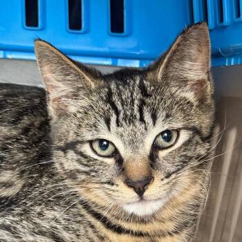Tadpole -  Domestic Short Hair Cat for Adoption in Kennebunk, Maine - Tadpole | PetCurious