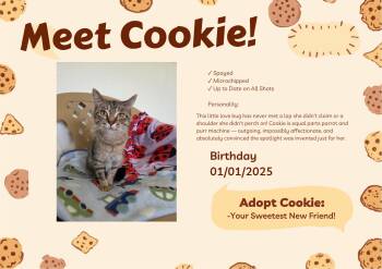 Cookie -  Domestic Short Hair Cat for Adoption in Lincoln, Illinois - Cookie | PetCurious