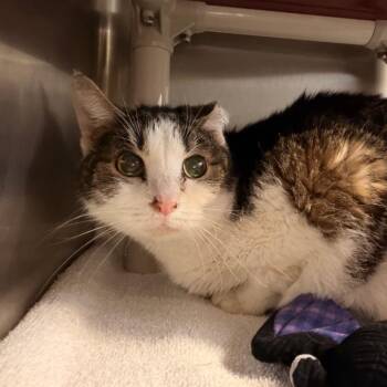 Domestic Short Hair Cats Available for Adoption in Indianapolis, Indiana - Old Spice | PetCurious