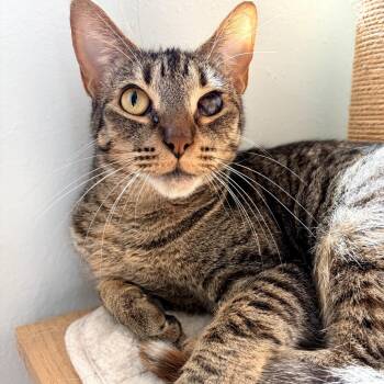 Ellie -  Domestic Short Hair Cat for Adoption in Orlando, Florida - Ellie | PetCurious