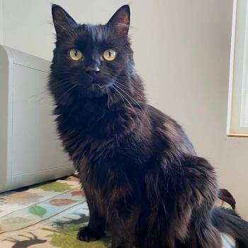 Domestic Long Hair Cats Available for Adoption - Sasha | PetCurious