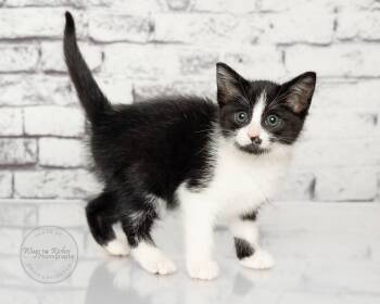 Licorice -  Domestic Short Hair and Tuxedo Cat Available for Adoption in Tuscaloosa, Alabama - Licorice | PetCurious