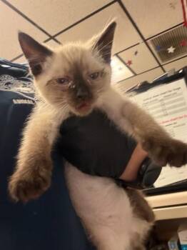 MYSTIQUE -  Siamese Cat for Adoption in Stockton, California - MYSTIQUE | PetCurious