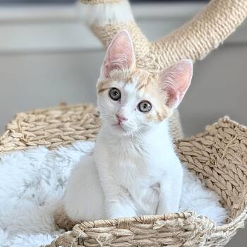 Tangelo -  Domestic Short Hair Cat for Adoption in Portland, Oregon - Tangelo | PetCurious