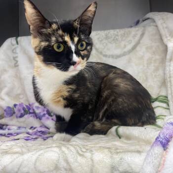 Turtle -  Domestic Short Hair Cat Available for Adoption in Edinburg, Virginia - Turtle | PetCurious