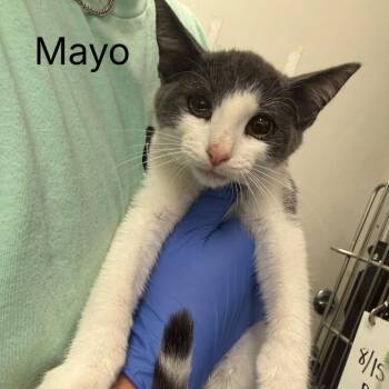 Mayo -  Domestic Short Hair Cat for Adoption in Buffalo, Minnesota - Mayo | PetCurious