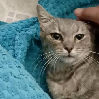 Rescue Tabby Cats for Adoption in Huntington Beach, California - Sadie | PetCurious