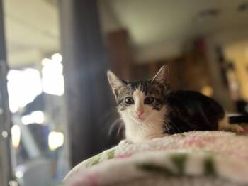 Domestic Short Hair Cats Available for Adoption - Taz | PetCurious