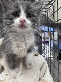 GHOST -  Domestic Short Hair Cat for Adoption in Las Vegas, Nevada - GHOST | PetCurious