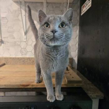 Russian Blue Cats Available for Adoption in Knoxville, Tennessee - Carter | PetCurious