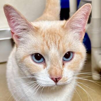 Extra Toes Cat Hemingway Polydactyl and Siamese Cats Available for Adoption in Riverside, California - Mash Potato | PetCurious