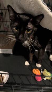 American Shorthair Cats Available for Adoption - Gemma | PetCurious