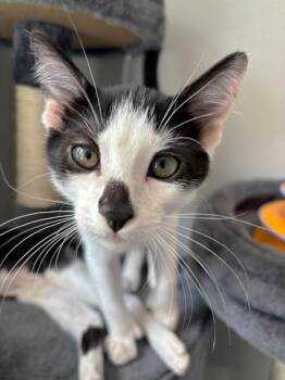 Chance 810-26 -  Domestic Short Hair Cat for Adoption in Cumming, Georgia - Chance 810-26 | PetCurious