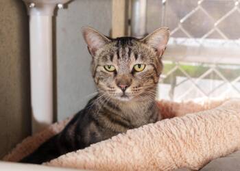 Triscuit -  Domestic Short Hair Cat for Adoption in Boise, Idaho - Triscuit | PetCurious